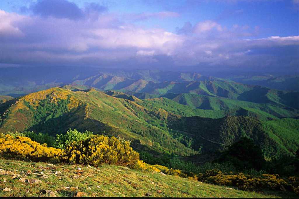 cevennes